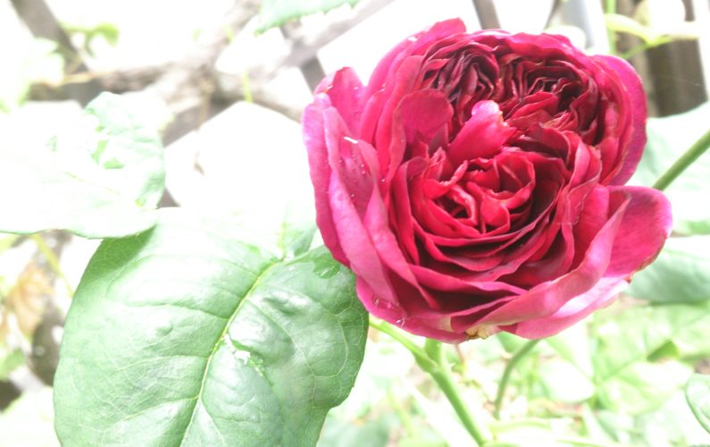 Rosen-Duft aus der Natur
